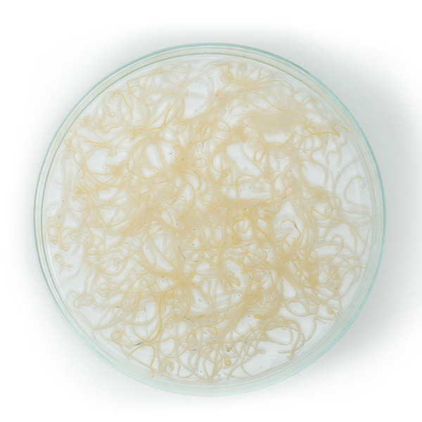 Enchytren 90 ml - Enchytraeus cf. albidus (Lebendfutter)