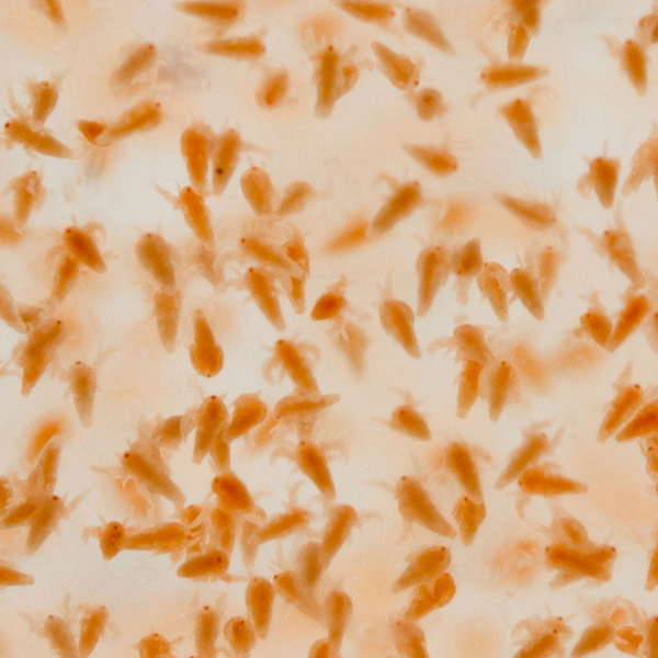 Salinenkrebse Nauplien 60 ml - Artemia (Lebendfutter)