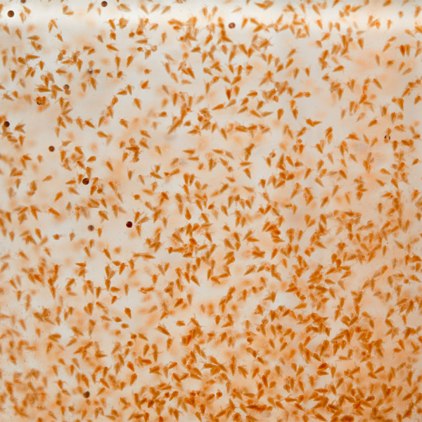 Salinenkrebse Nauplien 60 ml - Artemia (Lebendfutter)