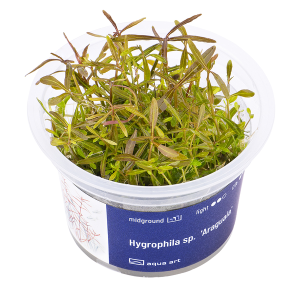 Hygrophila sp. Araguaia - Araguaia-Wasserfreund