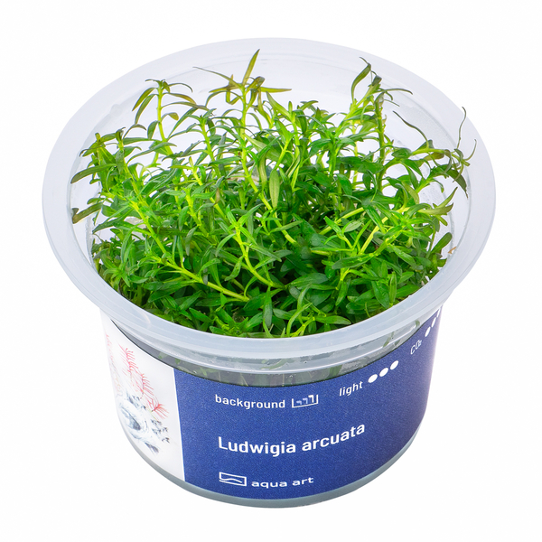 Ludwigia arcuata - Schmalblttrige Ludwigie