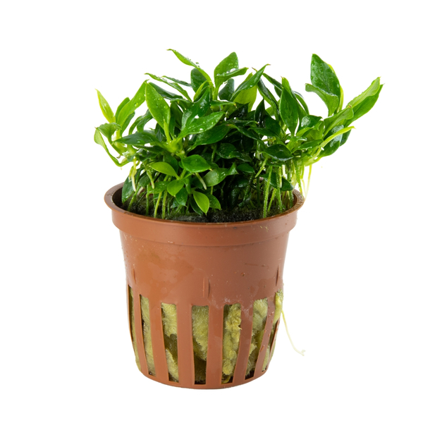 Anubias Chili (Pangolino)