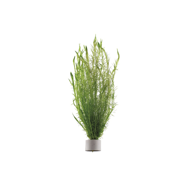 Mayaca fluviatilis - Fluss-Mooskraut