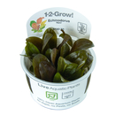 Echinodorus Reni InVitro 1-2-Grow! von Tropica