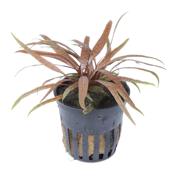 Cryptocoryne albida Brown