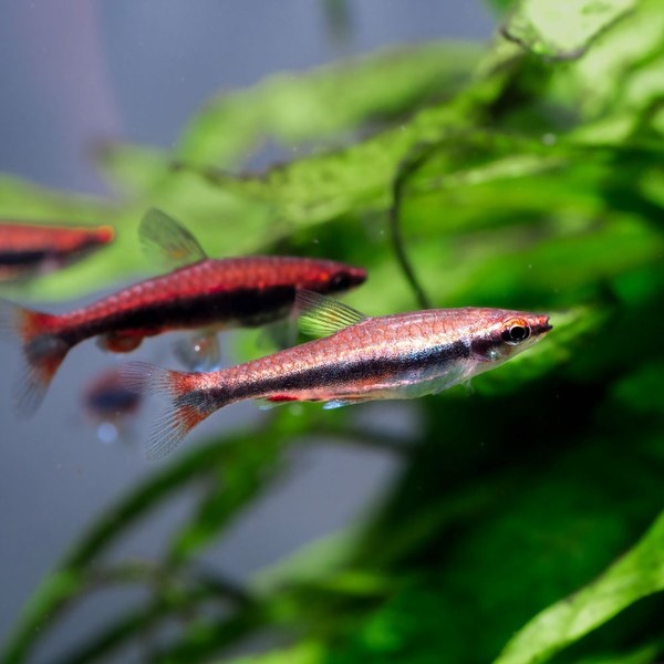 Nannostomus Beckfordi Red - L�ngsbandziersalmler