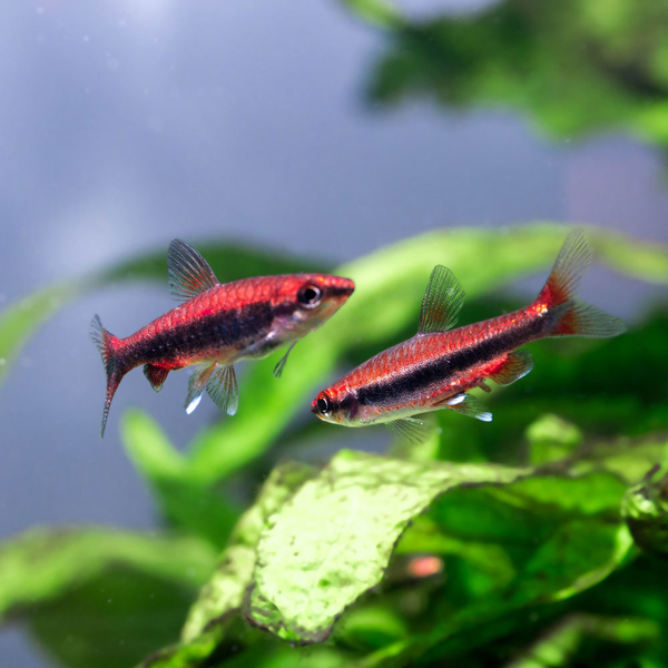 Nannostomus Beckfordi Red - L�ngsbandziersalmler
