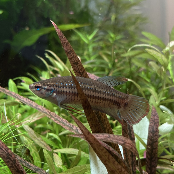 Betta imbellis - Friedlicher Kampffisch