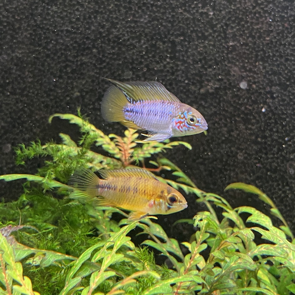 Apistogramma borelli  Opal - Zwergbuntbarsch