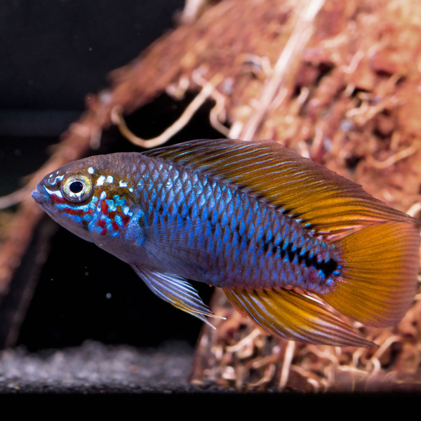 Apistogramma borelli  Opal - Zwergbuntbarsch