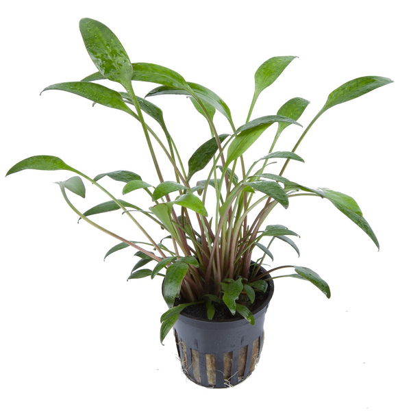 Cryptocoryne x willisii / nevillii - Willis Wasserkelch