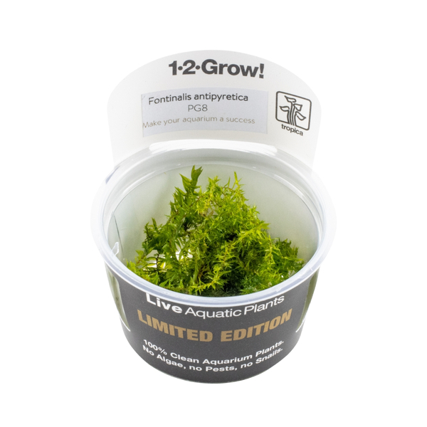 Fontinalis antipyretica LIMITED EDITION 1-2-Grow! von Tropica