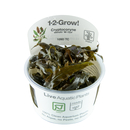 Cryptocoryne wendtii Mi Oya 1-2-Grow! von Tropica