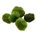 Aegagropila Linnaei - Moosball / Mooskugel 10er Set 2-3cm