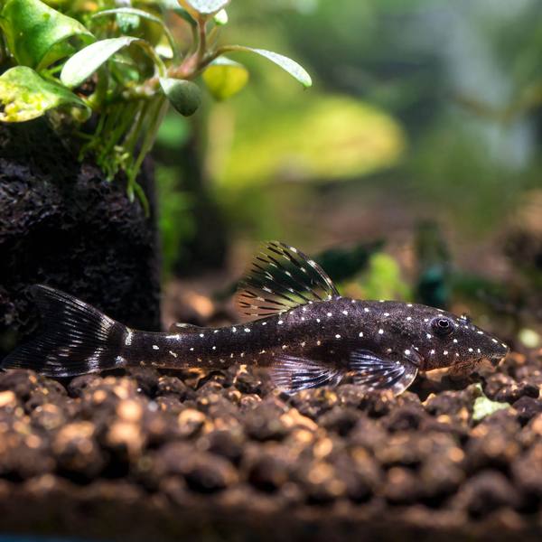 Parotocinclus haroldoi - Haroldo`s Ohrgitterharnischwels