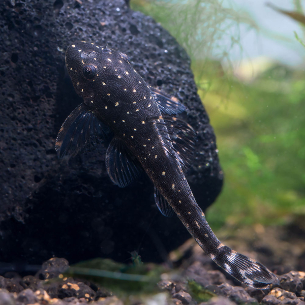 Parotocinclus haroldoi - Haroldo`s Ohrgitterharnischwels