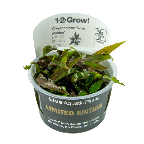 Cryptocoryne nurii var. raubensis Rose Maiden