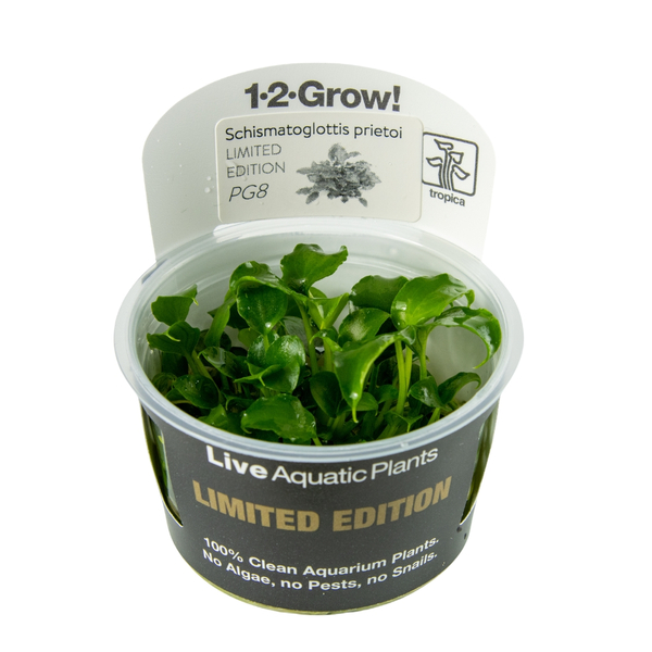 Schismatoglottis prietoi  In-Vitro 1-2-Grow! von Tropica