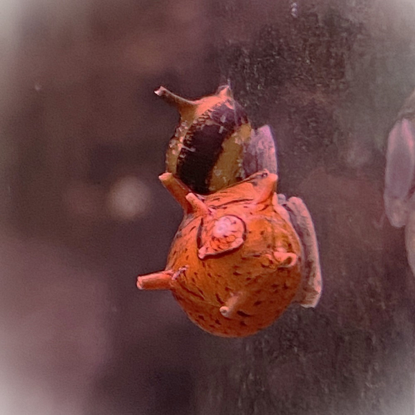 Clithon diadema (sowerbyana) - Bunte, Tricolor Geweihschnecke