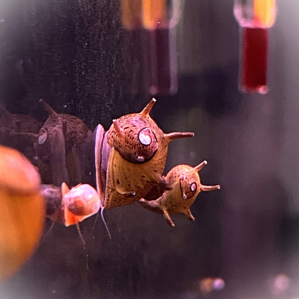 Clithon diadema (sowerbyana) - Bunte, Tricolor Geweihschnecke