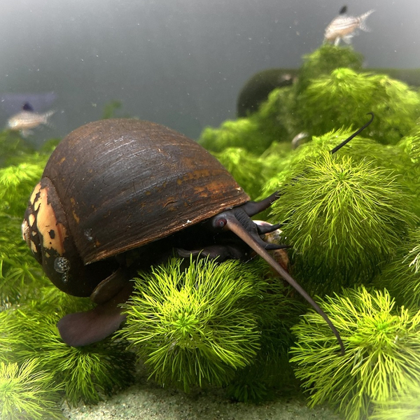 Pila ampullacea - Apfelschnecke Giant Jumbo L 5+ cm