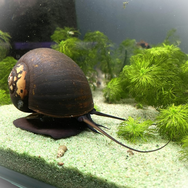 Pila ampullacea - Apfelschnecke Giant Jumbo L 5+ cm