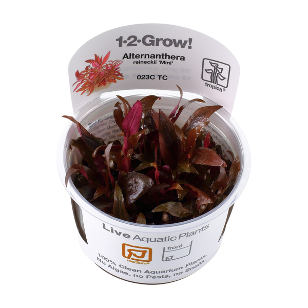 Alternanthera reineckii Mini InVitro 1-2-Grow! von Tropica