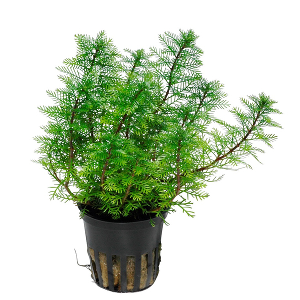 Myriophyllum mattogrossense im Topf von Tropica