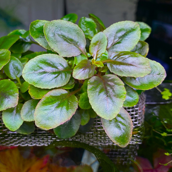 Lobelia Cardinalis mini - Zwerg-Kardinalslobelie