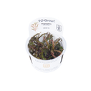 Hygrophila Pinnatifida 1-2-Grow! InVitro von Tropica