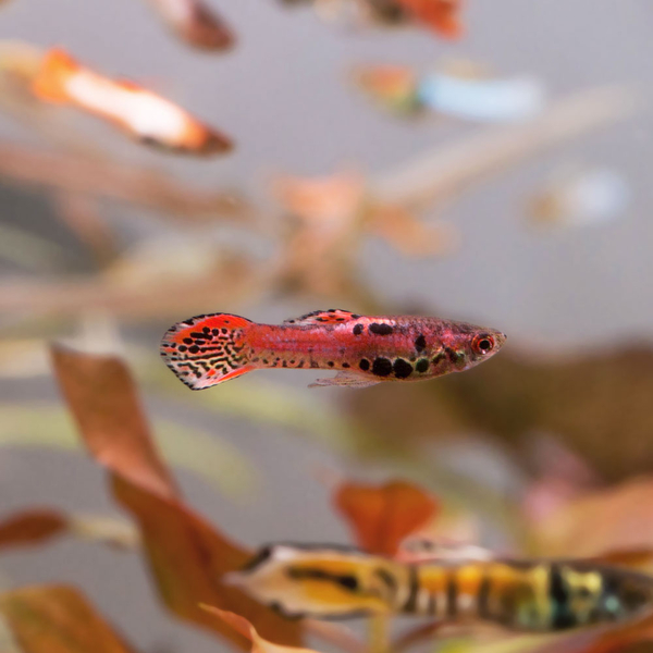 Poecilia Wingei  Neon Red Tiger - Endler Guppy