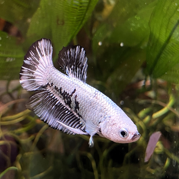 Betta splendens - Kampffisch Plakat Dragon black