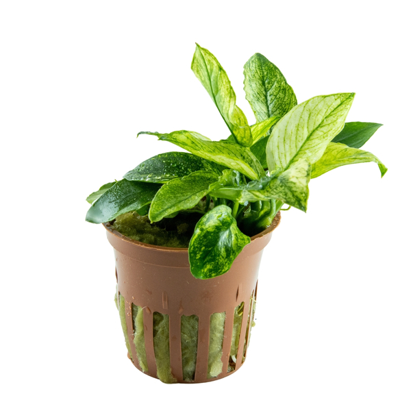 Anubias barteri var. nana Pinto im Topf von Tropica