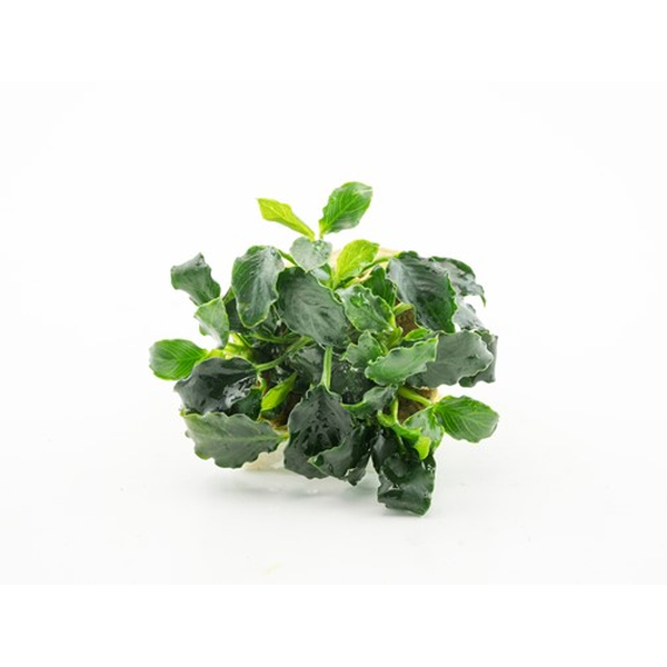 Anubias barteri var. nana Kirin
