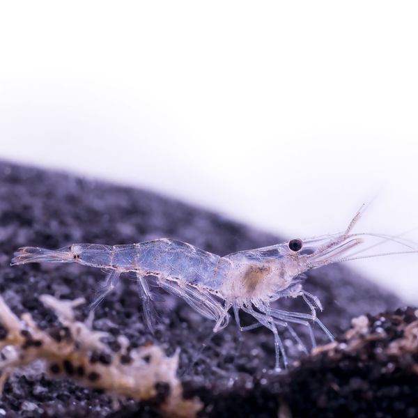 Futtergarnelen 250 ml - Felsengarnele - Palaemon varians (Lebendfutter) Vorbestellung/Reservierung