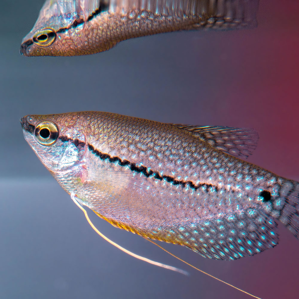 Trichogaster leeri - Mosaikfadenfisch Natur