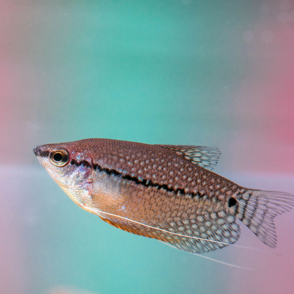 Trichogaster leeri - Mosaikfadenfisch Natur
