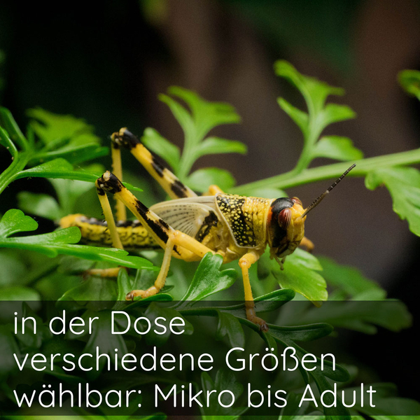 Wstenheuschrecke - Schistocerca gregaria (Futterinsekten)