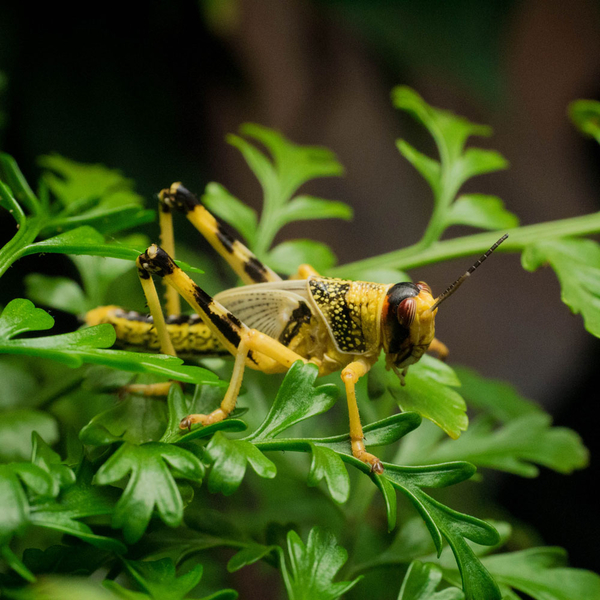 Wstenheuschrecke - Schistocerca gregaria (Futterinsekten)
