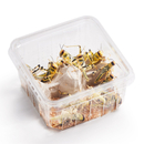 Wstenheuschrecke Subadult 12 Stk Dose Schistocerca...