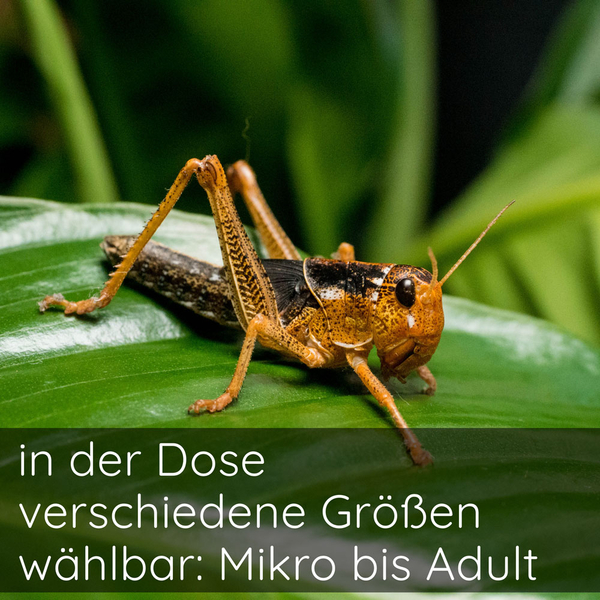 Wanderheuschrecke - Locusta migratoria (Futterinsekten)