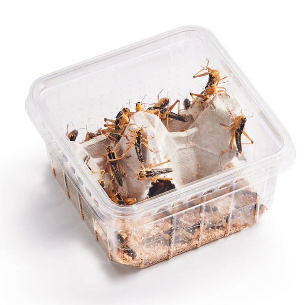Wanderheuschrecke Mittel 15 Stk Dose - Locusta migratoria (Futterinsekten) Vorbestellung/Reservierung