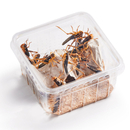 Wanderheuschrecke Subadult 13 Stk. Dose - Locusta...