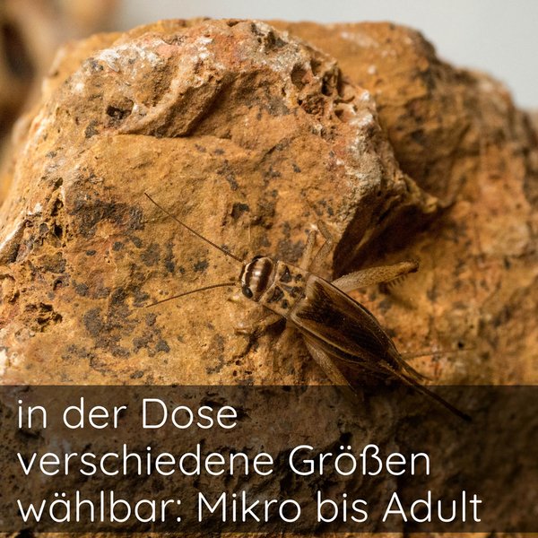 Heimchen Dose - Acheta domesticus (Futterinsekten)