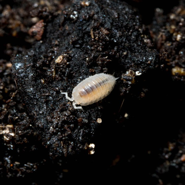 Weie Asseln Dose - Trichorhina tomentosa (Futterinsekten)