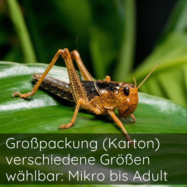 Wanderheuschrecke 50 Stk Karton - Locusta migratoria (Futterinsekten)