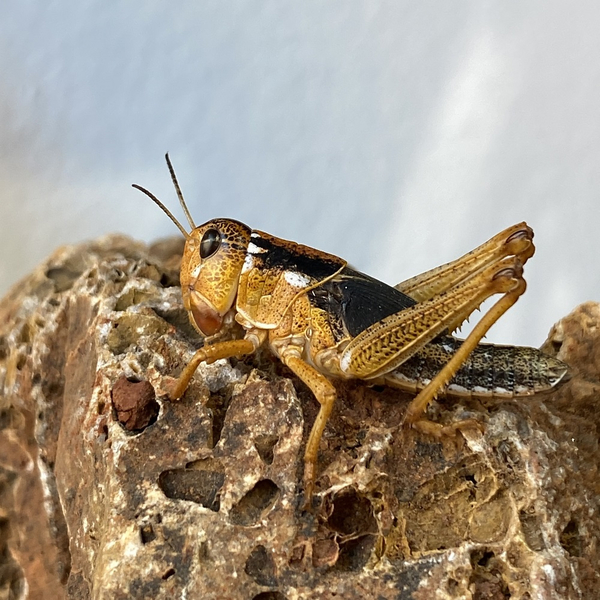 Wanderheuschrecke 50 Stk Karton - Locusta migratoria (Futterinsekten)