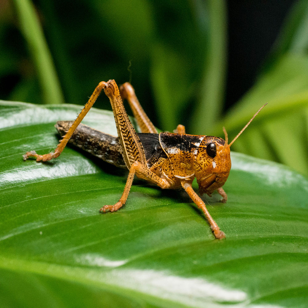 Wanderheuschrecke Mittel 50 Stk - Locusta migratoria (Futterinsekten) Vorbestellung/Reservierung