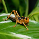 Wanderheuschrecke Subadult 50 Stk - Locusta migratoria...