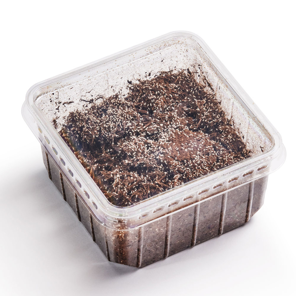 Springschwnze Dose  - Folsomia spec. (Futterinsekten) Vorbestellung / Reservierung